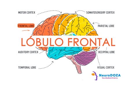 lobulo frontal - elevação frontal supinada